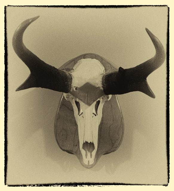 Antelope Horns.