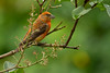 MALE RED CROSSBILL