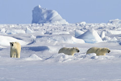 Eisbären,  Baffin Bay, Kanada (2) • <a style="font-size:0.8em;" href="http://www.flickr.com/photos/73418017@N07/6730326049/" target="_blank">View on Flickr</a>