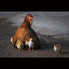 Mother hen with chicks