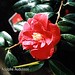 Camellia A Audusson