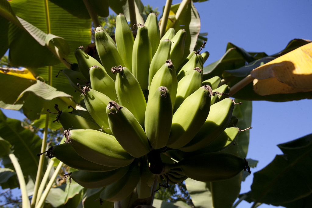 Parcelle Bananes, plantation de Manuel J. Urbina BENITES