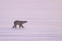 Eisbär Cape Churchill. Hudson Bay, Kanada (12) • <a style="font-size:0.8em;" href="http://www.flickr.com/photos/73418017@N07/6730321725/" target="_blank">View on Flickr</a>