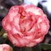 Camellia Betty Scheffield Sup 1