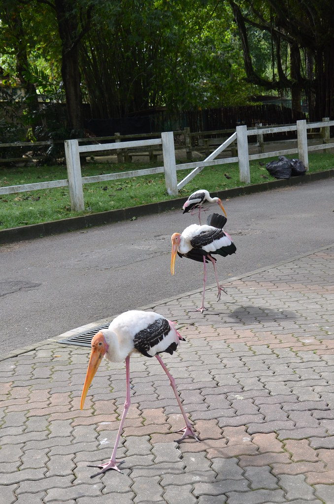 : The stork police squad