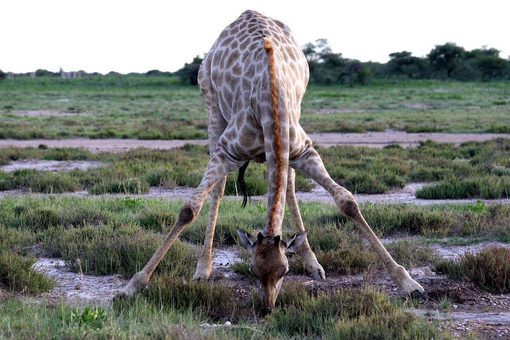 фото: Drinking Giraffe