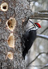 Pileated Woodpecker on the Jack Pine Trail