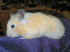 Wear Your Hamster On Your Sleeve!