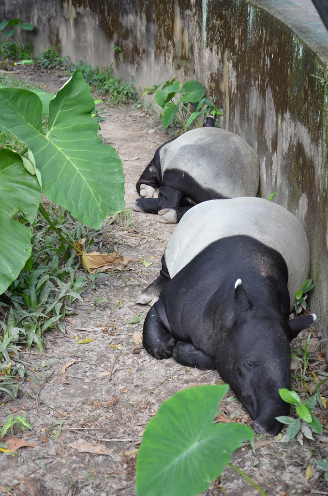 : Tapir - the funniest animal