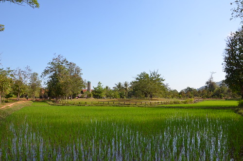 Rice field ©  Still ePsiLoN