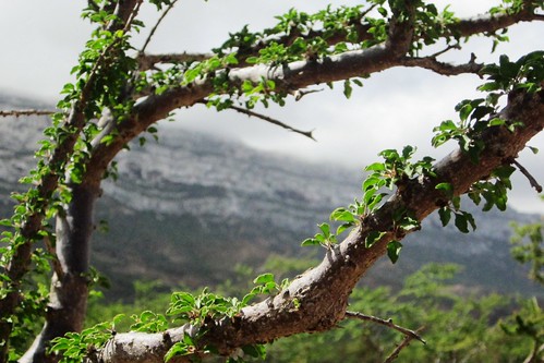 Frankincense branches