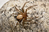 BROWN RECLUSE 3