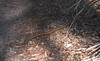 Garter Snake Slithers Across River Trail - Cumberland Island
