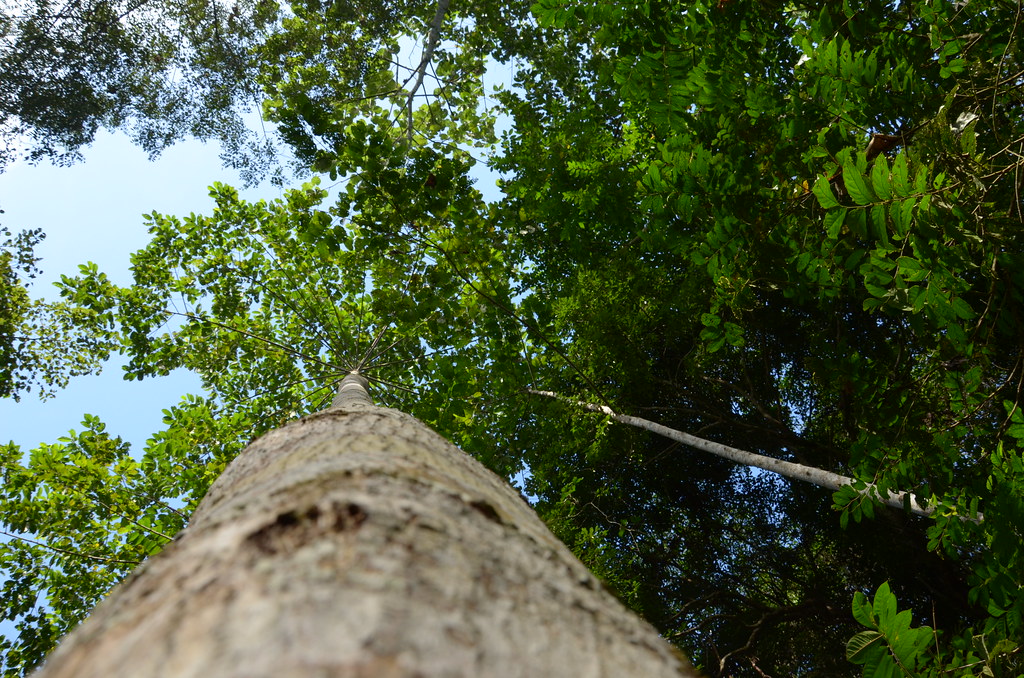 : Malaysian jungle trees