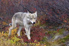 Wolf, Denali Nationalpark, Alaska • <a style="font-size:0.8em;" href="http://www.flickr.com/photos/73418017@N07/6730304647/" target="_blank">View on Flickr</a>
