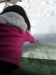 車から雪にタッチ。の写真