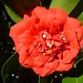 Camellia Americana rossa