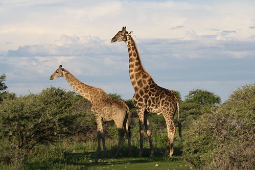 Giraffes ©  Jean & Nathalie