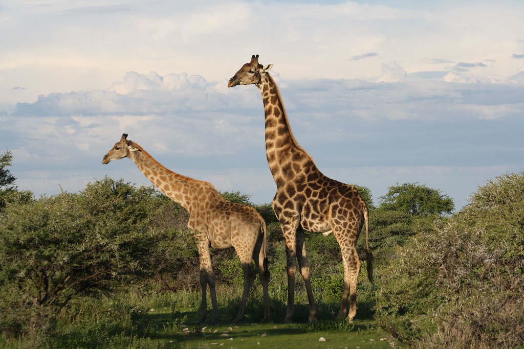фото: Giraffes