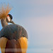 Gru grigia coronata africana