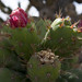 Un'altra varietà di cactus fa dei fiori rossi