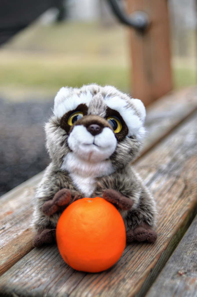 Raccoon playing with a tangerine