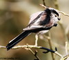 Long-tailed Tit (2 of)