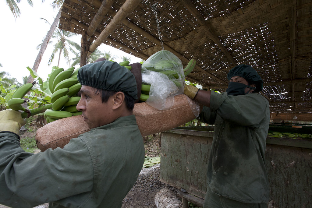 Plantation de bananes - Recolte, conditionnement, etiquettage, emballage