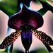 Backlit Ladyslipper Orchid