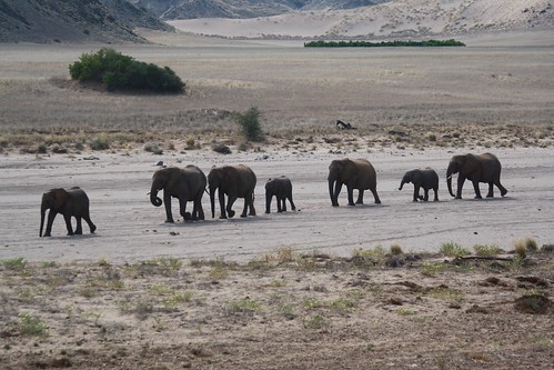 Desert Elephants ©  Jean & Nathalie