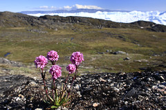 Sommer am Eisfjord, Ilulissat, Westgrönland • <a style="font-size:0.8em;" href="http://www.flickr.com/photos/73418017@N07/6747932767/" target="_blank">View on Flickr</a>