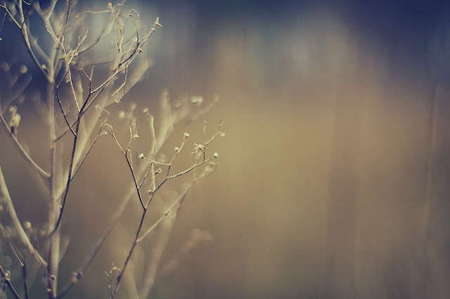 Winter weeds (Explore #431 - 04.02.2012)
