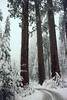 Sequoia trees, Winter