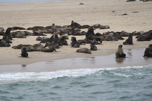 Pelican Point Seal Colony ©  Jean & Nathalie