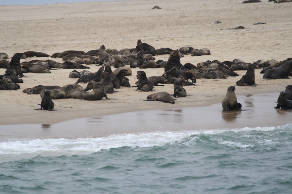 фото: Pelican Point Seal Colony
