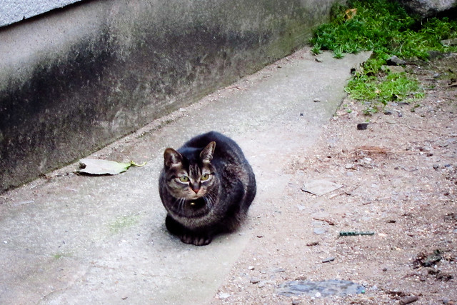 Today's Cat@2012-01-14