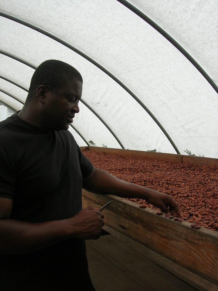 Sechage cacao