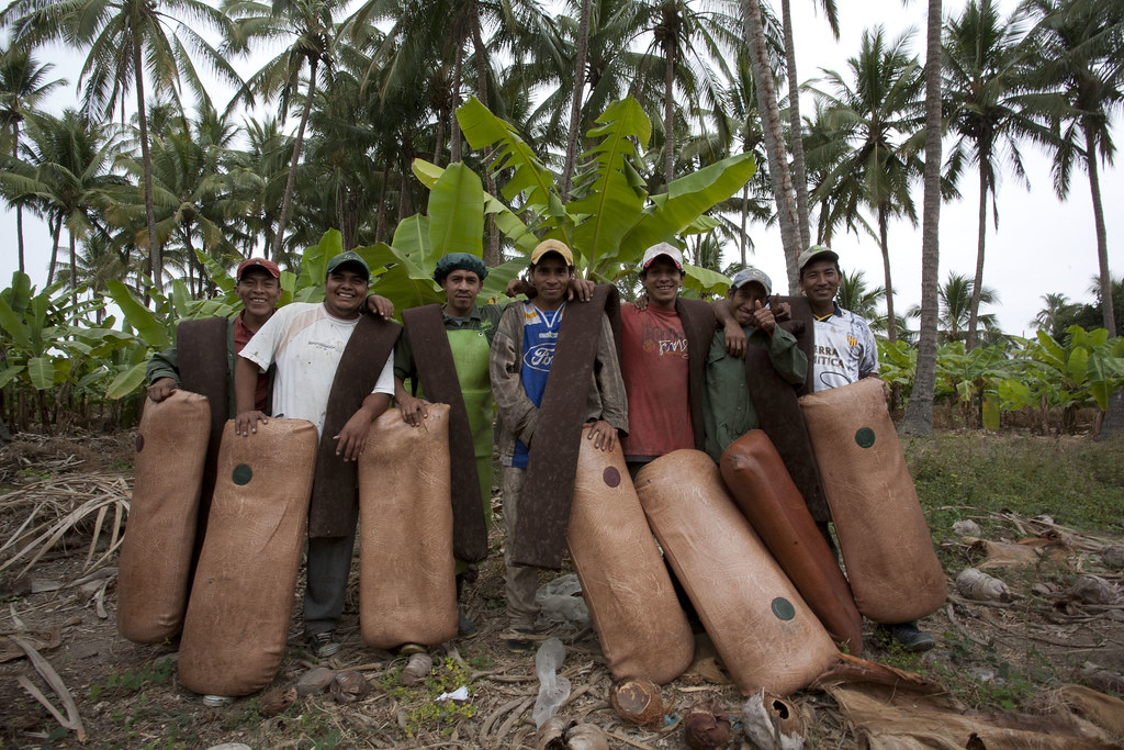 Plantation de bananes - Equipe de ramasseurs