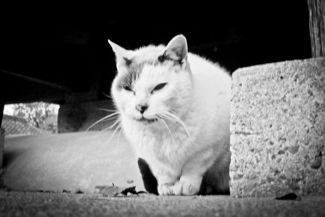 Today's Cat@2012-02-02