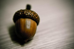 157/365. Acorn - Oak Nut - The Scrat Problem.