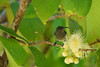SEYCHELLES, Praslin : Colibri seychellois /