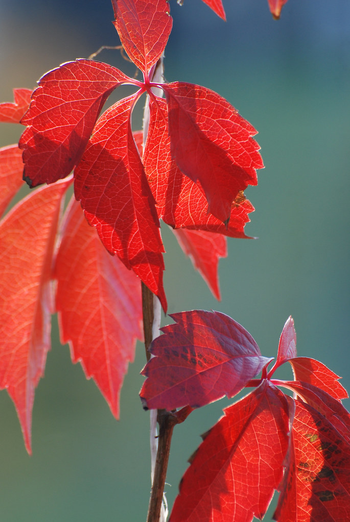 : Red Leaves #2