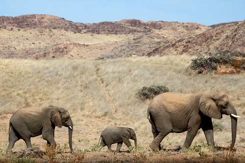 Desert Elephants ©  Jean & Nathalie