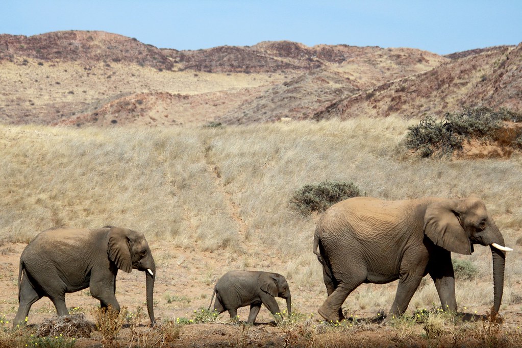 фото: Desert Elephants