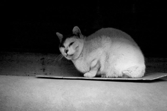 Today's Cat@2012-01-21