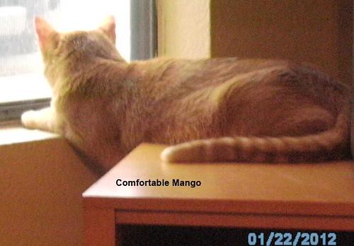 A very comfortable cat called Mango