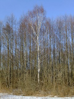 Lonely Silver Birch in Belarussian Forest