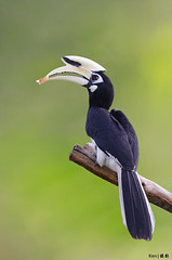 Oriental Pied Hornbill (kengoh8888) Tags: portrait clean perch oriental pied hornbill