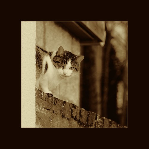 chat sepia aux yeux verts / sepia green-eyed cat ©  OliBac