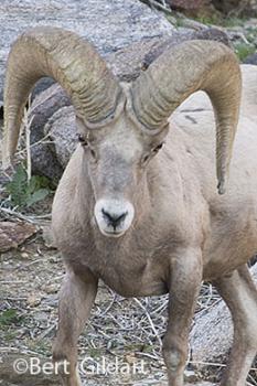 Head and horns adapted to withstand immense blows